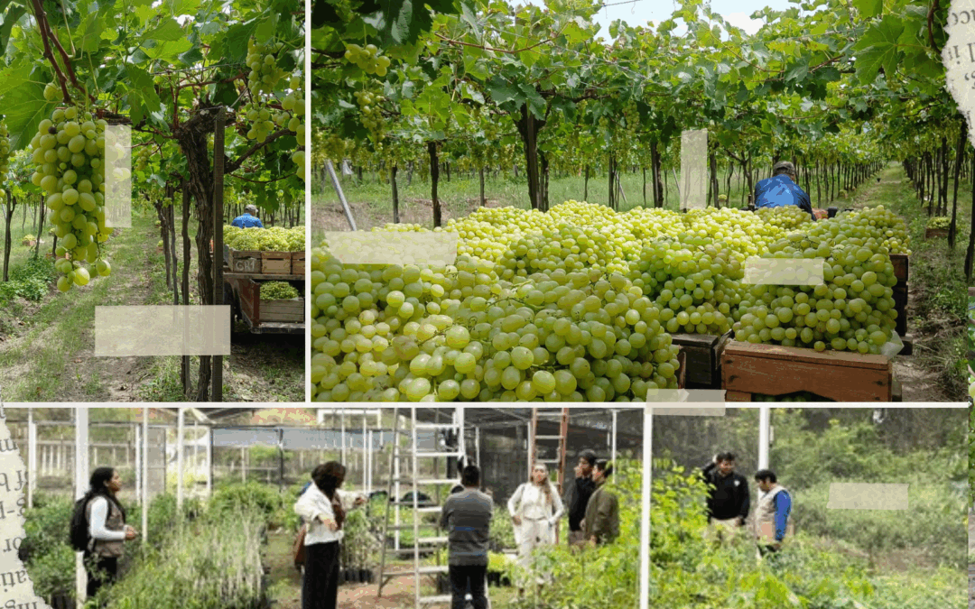 VidAmiga: Desarrollando el potencial de la mujer para la producción de Miel y Vid en Bolivia, en un marco de cooperación y gestión del conocimiento con la Comunidad Valenciana