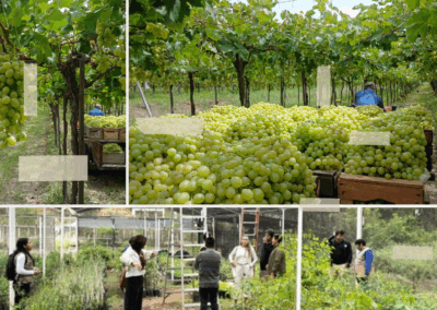 VidAmiga: Desarrollando el potencial de la mujer para la producción de Miel y Vid en Bolivia, en un marco de cooperación y gestión del conocimiento con la Comunidad Valenciana