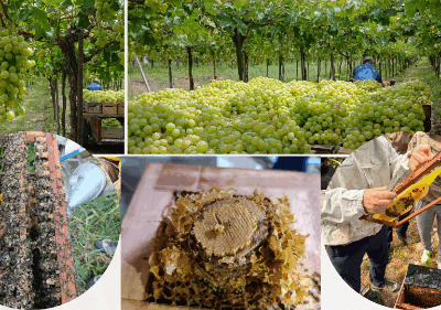 VidAmiga: Desarrollando el potencial de la mujer para la producción de Miel y Vid en Bolivia, en un marco de cooperación y gestión del conocimiento con la Comunidad Valenciana