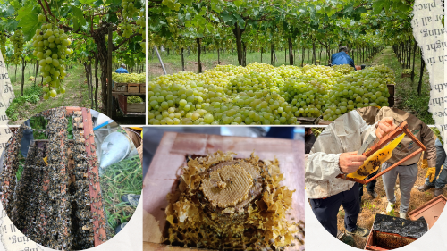 VidAmiga: Desarrollando el potencial de la mujer para la producción de Miel y Vid en Bolivia, en un marco de cooperación y gestión del conocimiento con la Comunidad Valenciana